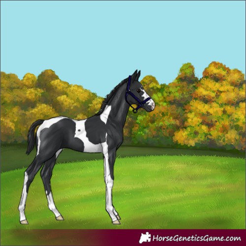 Horse Color:Black Tobiano 