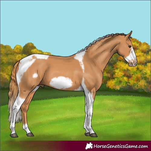 Horse Color:Chestnut Tobiano Frame