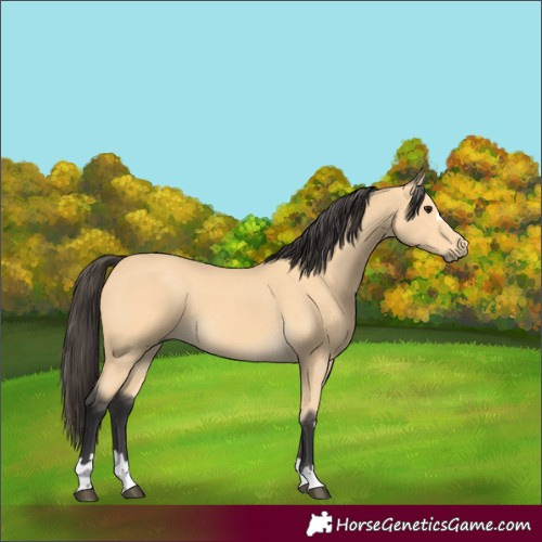 Horse Color:Buckskin