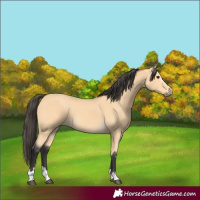 Horse Color:Buckskin 