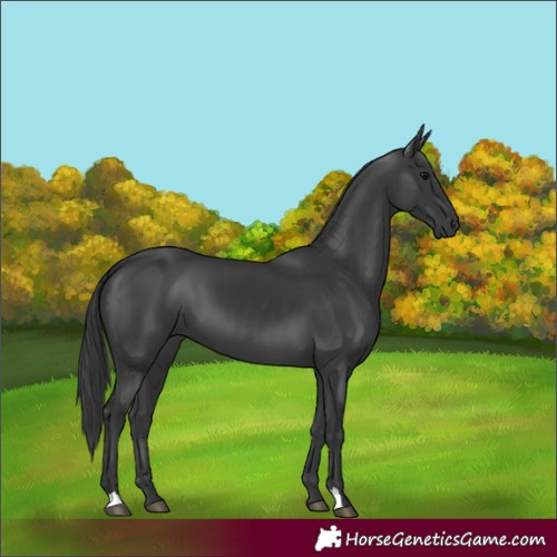 Horse Color:Black 