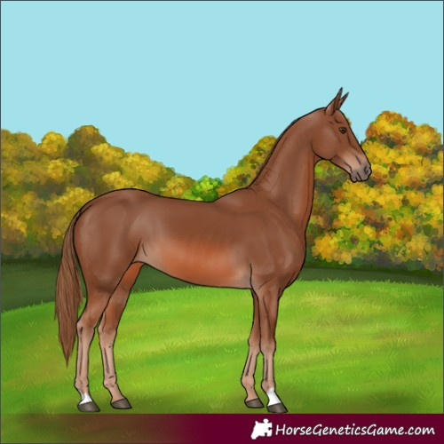 Horse Color:Chestnut 