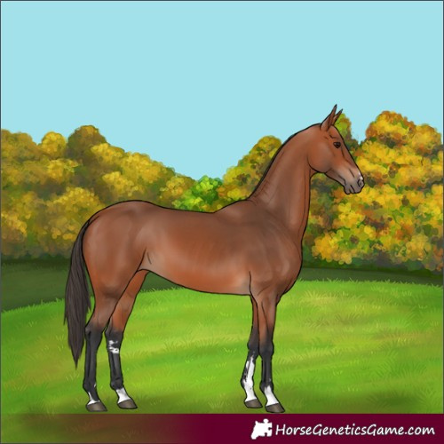 Horse Color:Bay 