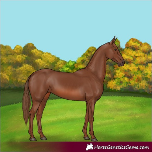 Horse Color:Chestnut 