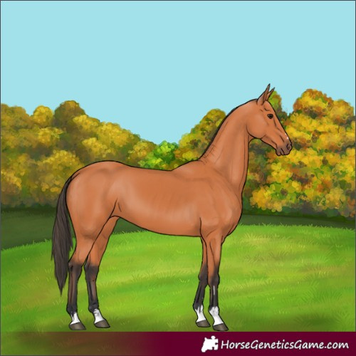 Horse Color:Bay 