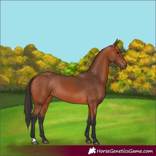 Horse Color:Bay 