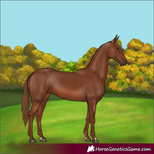 Horse Color:Chestnut 