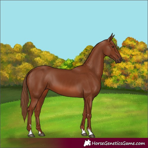Horse Color:Chestnut 