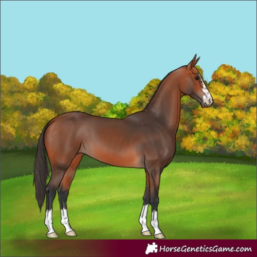 Horse Color:Bay 