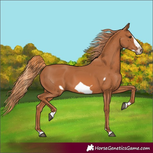 Horse Color:Chestnut Frame
