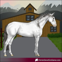 Horse Color:White Spotted Grullo Near Leopard