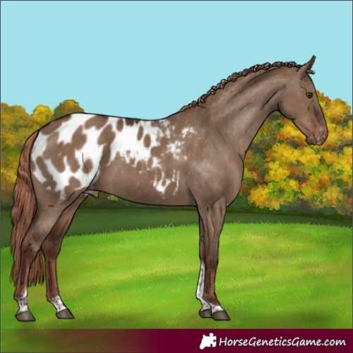 Horse Color:Liver Red Dun Tobiano Appaloosa 