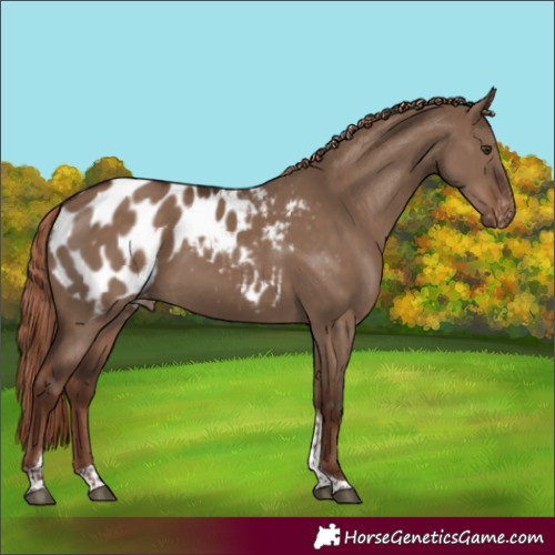 Horse Color:Liver Red Dun Tobiano Appaloosa