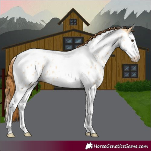 Horse Color:Red Dun Splash Tobiano Appaloosa 