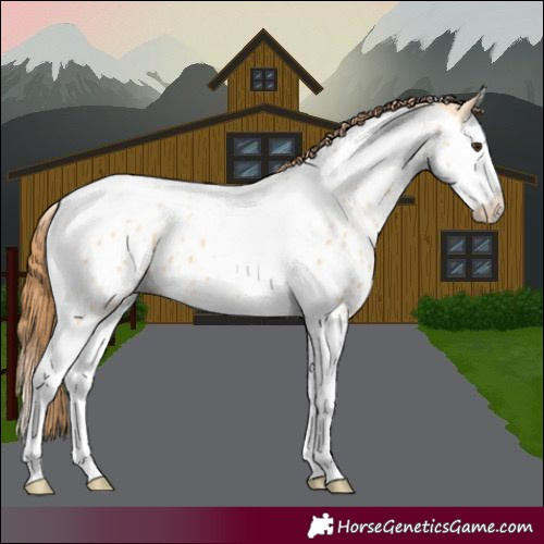 Horse Color:Red Dun Splash Tobiano Near Leopard