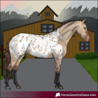 Horse Color:Bay Dun Appaloosa 