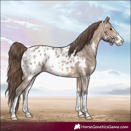 Horse Color:Bay Dun Sabino Near Leopard