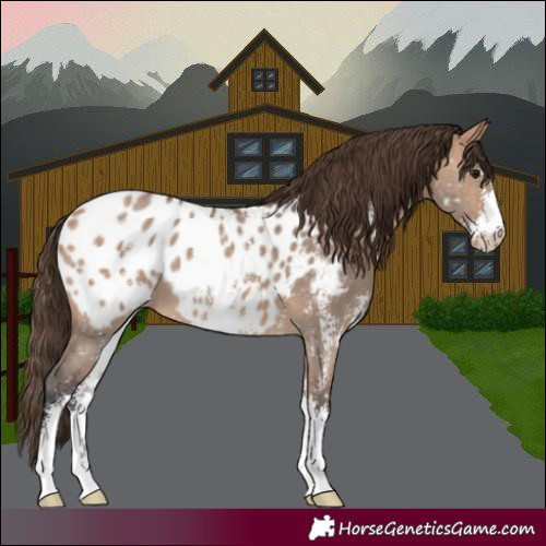 Horse Color:Bay Dun Sabino Appaloosa