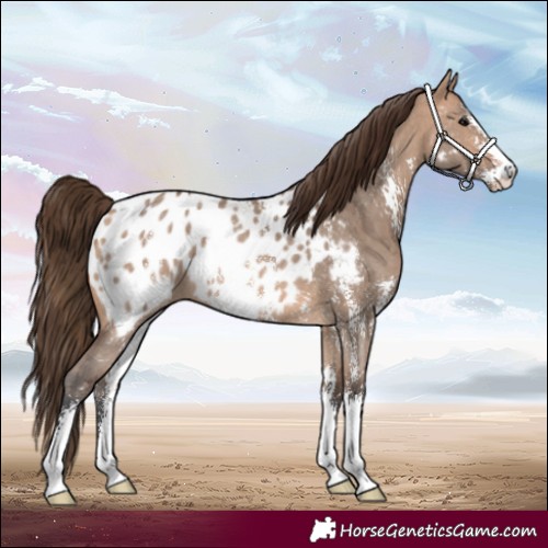 Horse Color:Bay Dun Sabino Appaloosa 