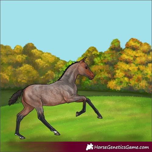 Horse Color:Bay Roan