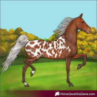 Horse Color:Silver Bay Appaloosa