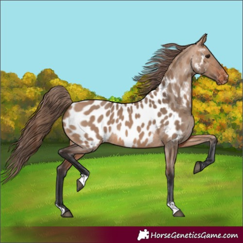 Horse Color:Bay Dun Appaloosa 