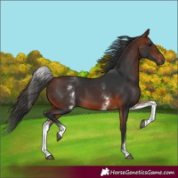 Horse Color:White Spotted Bay 