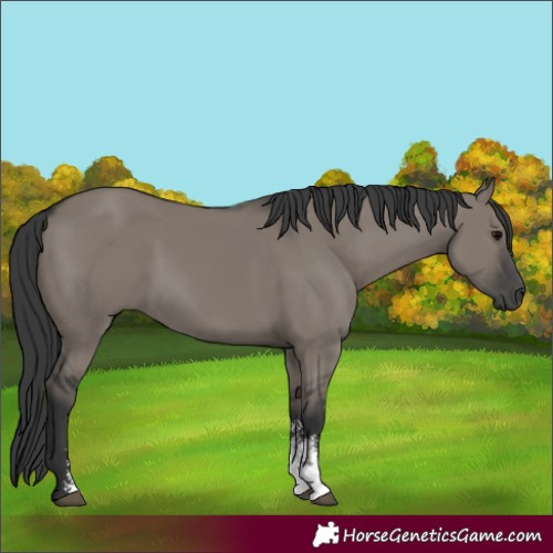 Horse Color:Grullo Sabino Rabicano 