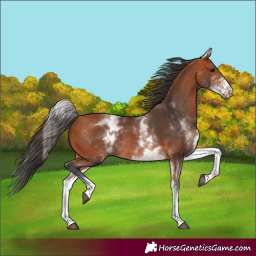 Horse Color:White Spotted Bay 