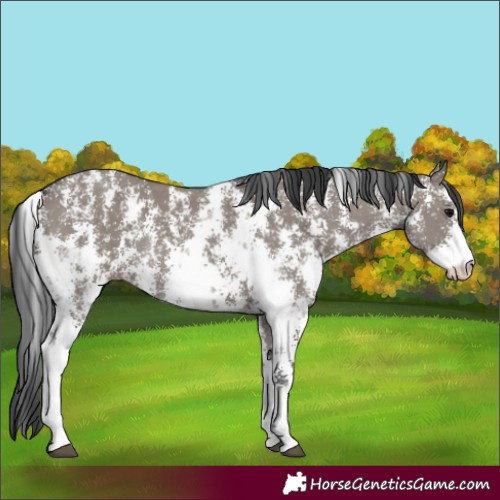Horse Color:Grullo Sabino Rabicano 