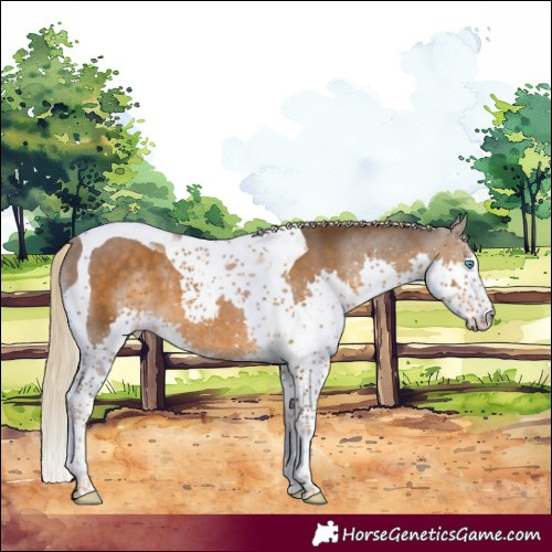 Horse Color:Chocolate Palomino Splash Tobiano 