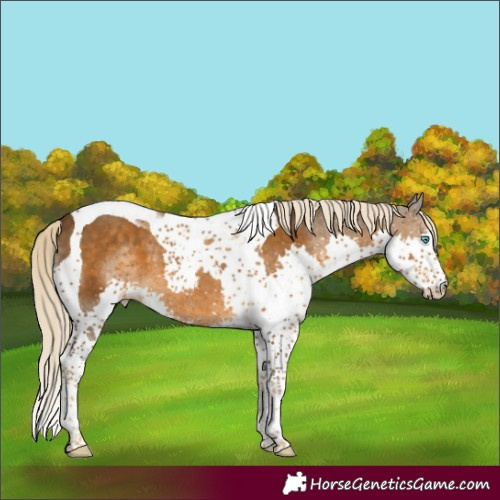 Horse Color:Chocolate Palomino Splash Tobiano 
