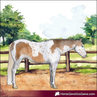 Horse Color:Chocolate Palomino Splash Tobiano