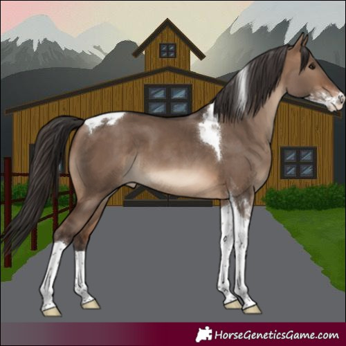 Horse Color:Brown Dun Sabino Tobiano 