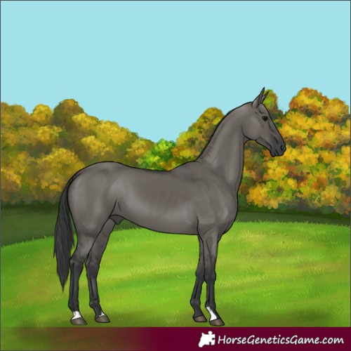 Horse Color:Grullo 