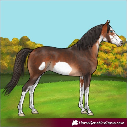 Horse Color:White Spotted Bay Frame 
