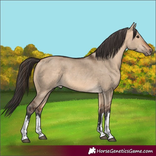 Horse Color:White Spotted Bay Dun 
