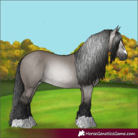 Horse Color:Gray Grullo 