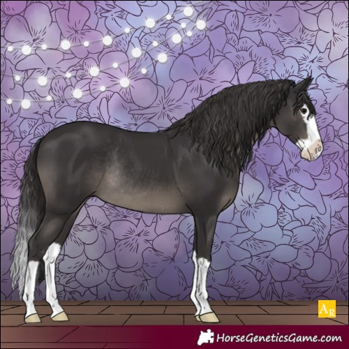 Horse Color:Smoky Black Splash Rabicano 