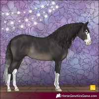 Horse Color:Smoky Black Splash Rabicano