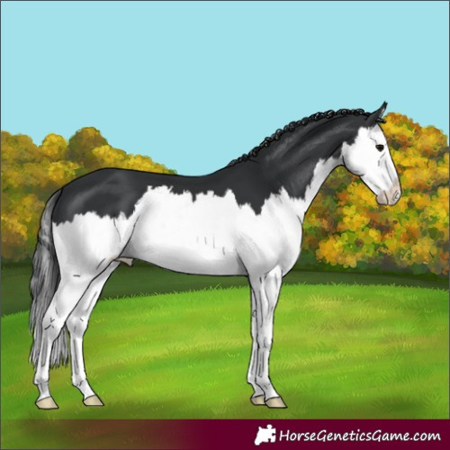 Horse Color:Black Splash 