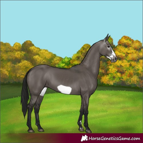Horse Color:Gray Grullo Frame 