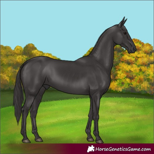 Horse Color:Smoky Black