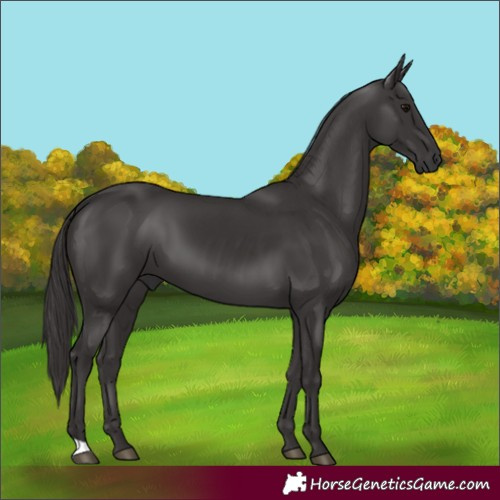 Horse Color:Smoky Black 