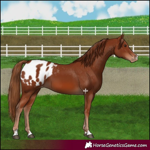 Horse Color:Chestnut Blanket 