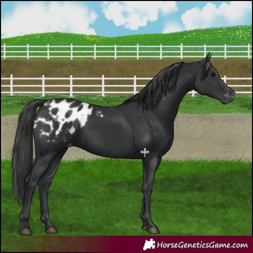 Horse Color:Black Blanket 