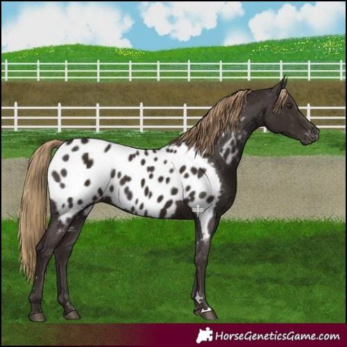 Horse Color:Liver Chestnut Near Leopard 