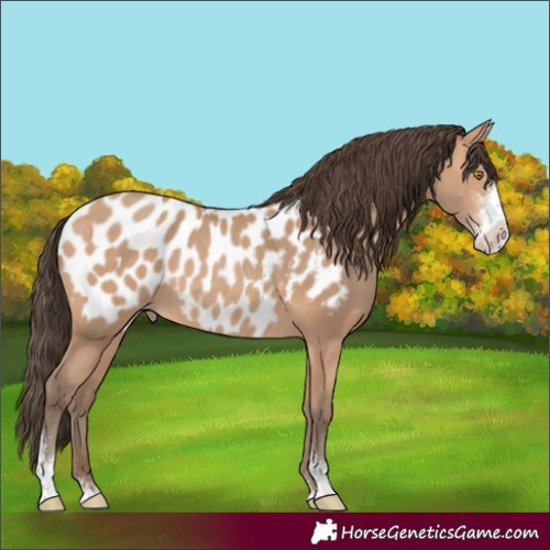 Horse Color:Amber Champagne Sabino Appaloosa 