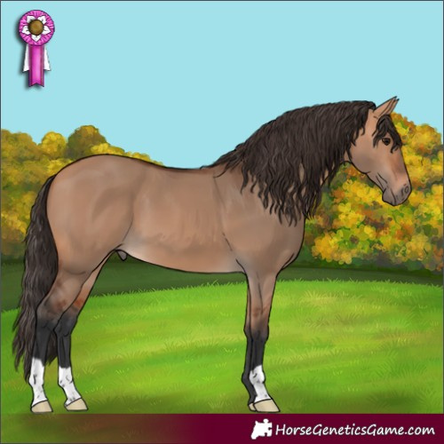 Horse Color:Bay Dun 