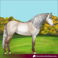 Horse Color:Gray Silver Amber Champagne Dun 